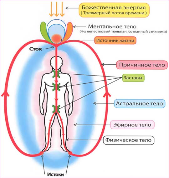 human bodies